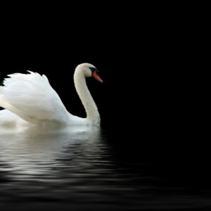 AWARENESS & FOUNDATION (Bundle 2)