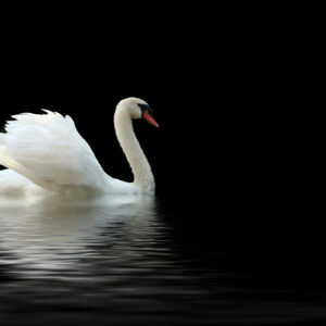 The Caregiver Map™ (FREE)